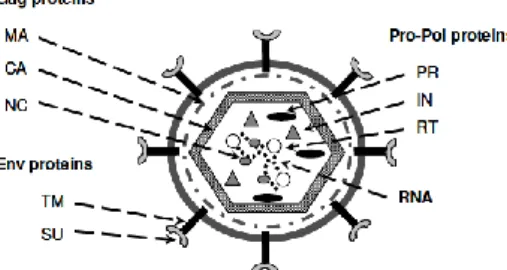Figure 1.1 – Retrovirus virion structure. MA – viral matrix; CA – capsid; NC – nucleocapsid; PR – protease; IN –  integrase; RT – reverse transcriptase; TM – transmembrane proteins; SU – surface proteins