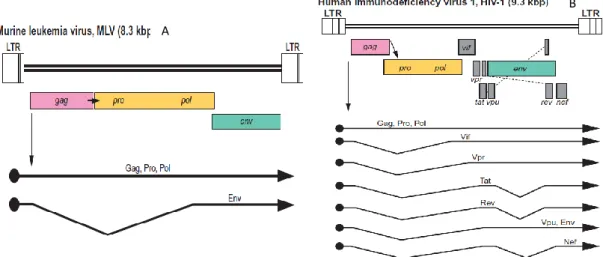 Figure 1.3 – Genome organization and transcripts of gamma-retrovirus and lentivirus. (A) represents MMLV genome  organization and transcripts and (B) represents HIV-1 genome organization and transcripts