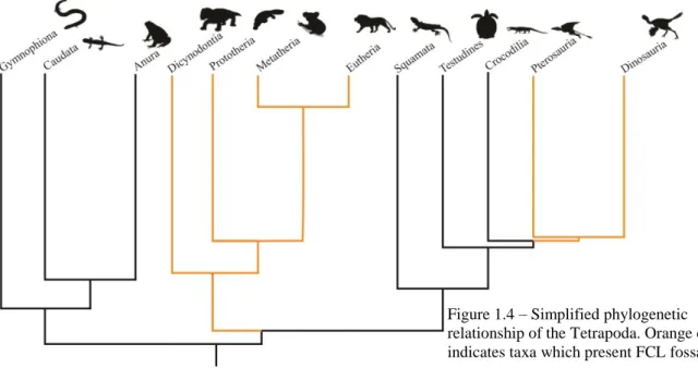 Figure 1.4 – Simplified phylogenetic  relationship of the Tetrapoda. Orange color  indicates taxa which present FCL fossae