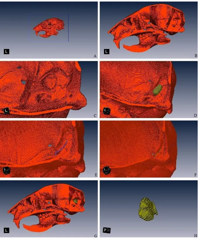 Figure 2.3 – Segmentation process of FCLs: lateral view of a Sciurus vulgaris (red squirrel) skull (A); sagittal  view after cutting the proximal part of the skull (B); detail of the periotic and the FCL fossa (C); volume of the  FCL fossa roughly selected