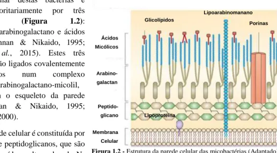 Figura 1.2 - Estrutura da parede celular das micobactérias (Adaptado)  (Brown et al., 2015)