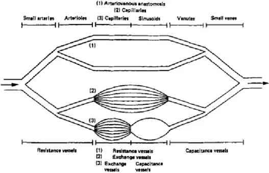 Figura 6 Diagrama da anatomia (em cima) e função (em baixo) dos vasos nasais, mostrando o  bypass das anastomoses arteriovenosas (4) 