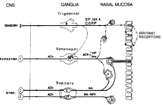 Figura 7 Ilustração esquemática da inervação autonómica nasal (7) 