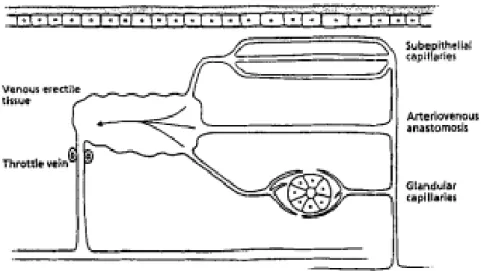 Figura 4 Diagrama da anatomia (em cima) e função (em baixo) dos vasos nasais, com as  anastomoses arteriovenosas a fazer o &#34;bypass&#34; entre capilares e sinusóides (4) 