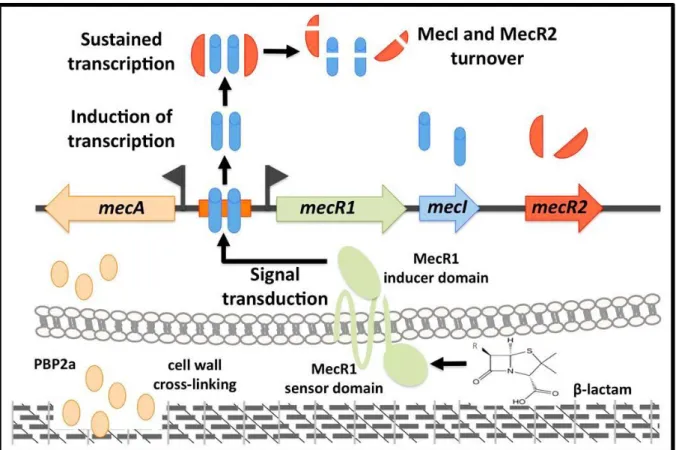 Figure 2.15 - Model for the mecA induction by MecR1-MecI-MecR2.  In the presence of a β-lactam  antibiotic, MecR1 is activated and rapidly induces the expression of mecA  and  mecR1-mecI-mecR2