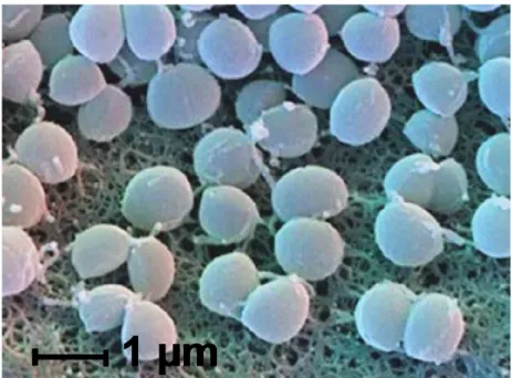 Figure 1.1 - Scanning Electron Microscopy of S. aureus N315.  Adapted from [7].