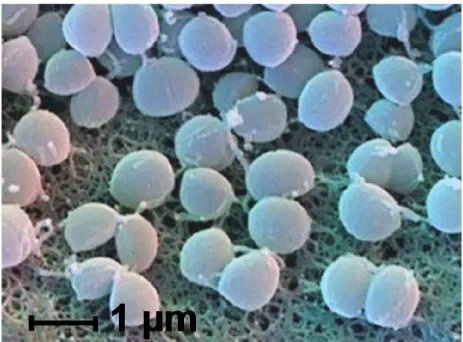 Figure 1.1 - Scanning Electron Microscopy of S. aureus N315.  Adapted from [7].