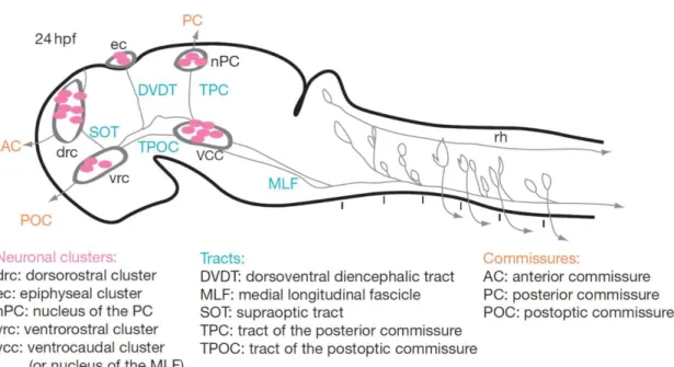 Figure 1.1: Tracts and neuronal clusters in the early zebrafish brain:  Sagittal scheme of a 24 hpf brain,  dorsal is to the left