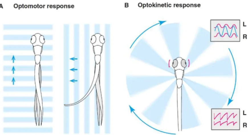 Figure  1.2:  Optomotor  and  Optokinetic  responses  in  zebrafish.  A- A-Optomotor response (OMR)