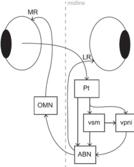 Figure  1.4:  Schematic  Model  for  the  OKR Circuit adapted from Portugues et  al., 2014 