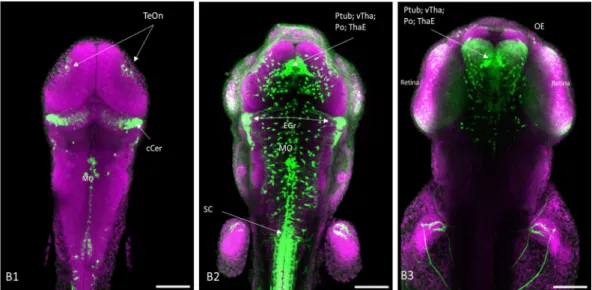 Figure  3.2:  GFP  expression  in  a  2dpf  olig2:  GFP  zebrafish  brain:  From  B1-B3  Partial  maximum  intensity  projections of a, 2dpf olig2: GFP, confocal z-stack are presented, panels go from dorsal to ventral starting on  panel B1