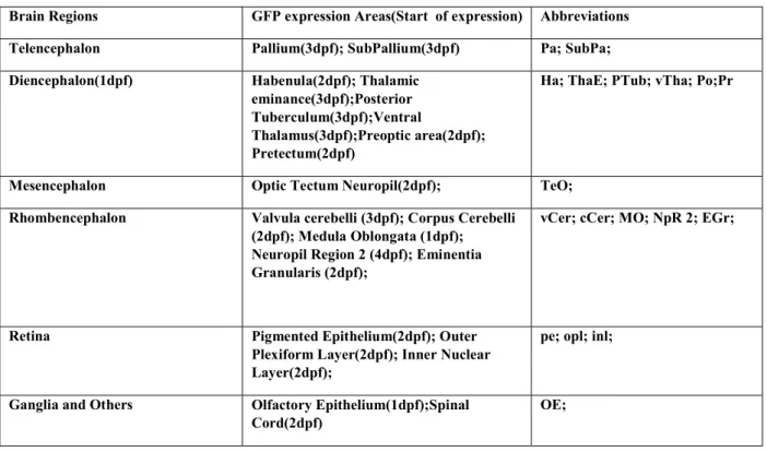 Table 3.1: Olig2: eGFP expression summary table: summary of all the areas where GFP is expressed in the 6 dpf  larval  brain  from  Olig2-GFP  transgenic  fish  with  indication  of  the  stage  when  cells  in  the  regions  are  first  observed 