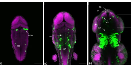 Figure 3.6: GFP expression in a 2dpf chrna4: GFF UAS: GFP zebrafish brain: From B1-B3 Partial maximum  intensity projections of a, 2dpf chrna4: GFF UAS: GFP, confocal z-stack are presented, panels go from dorsal to  ventral  starting  on  panel  B1