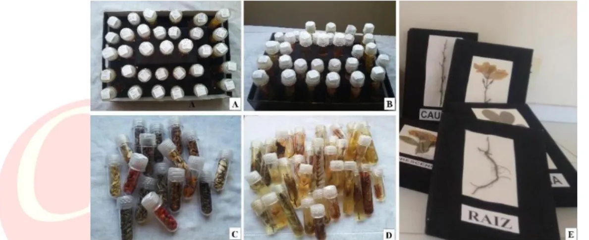 Figura 1: Kits didáticos utilizados com os alunos. A e B: coleção em via úmida e de sementes  identificadas, C: parte da coleção de sementes, D: parte da coleção em via úmida e E: caixas 