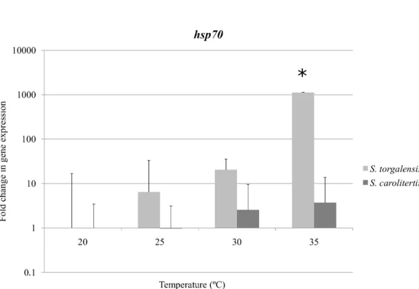 Figure 2.3: Fold change in hsp70 transcript expression in S. torgalensis and S. carolitertii compared to 20 °C (control condition), as assessed by real-time PCR