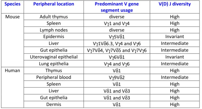 Table  2-  Frequency,  distribution  and  repertoires  of  γδ γδ γδ γδ   T  cells.  Adapted  from  Bonneville et al 2010 144