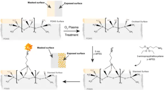 Figure 3.8: Schematic of the GNST immobilization process. Image designed in Adobe Illustrator and MolView®.