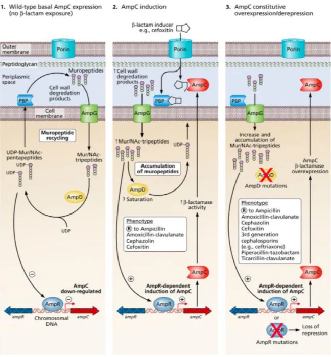Figura 1: Mecanismo de indução e de sobre-expressão de AmpC em Enterobacteriaceae.  