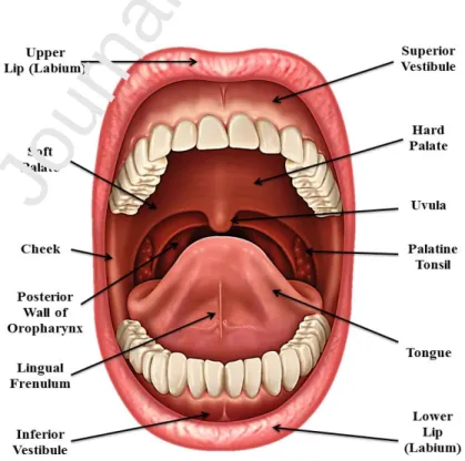 Figure 1. Anatomy of the oral cavity.