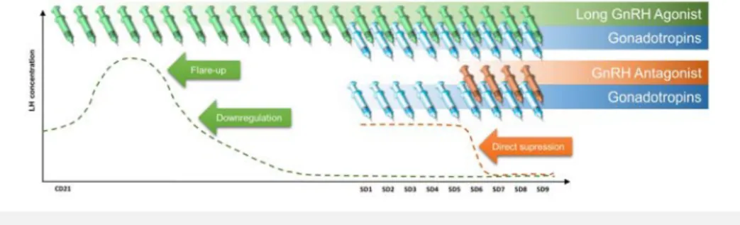 Figure 4 – Type of GnRH co-treatment and effect on circulating LH 