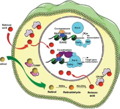 Fig.  1  –  Summary  of  the  retinoic  acid  signalling  pathway,  representing  the  activity  of  exogenous or intracellularly-produced RA as a transcriptional activator of gene expression