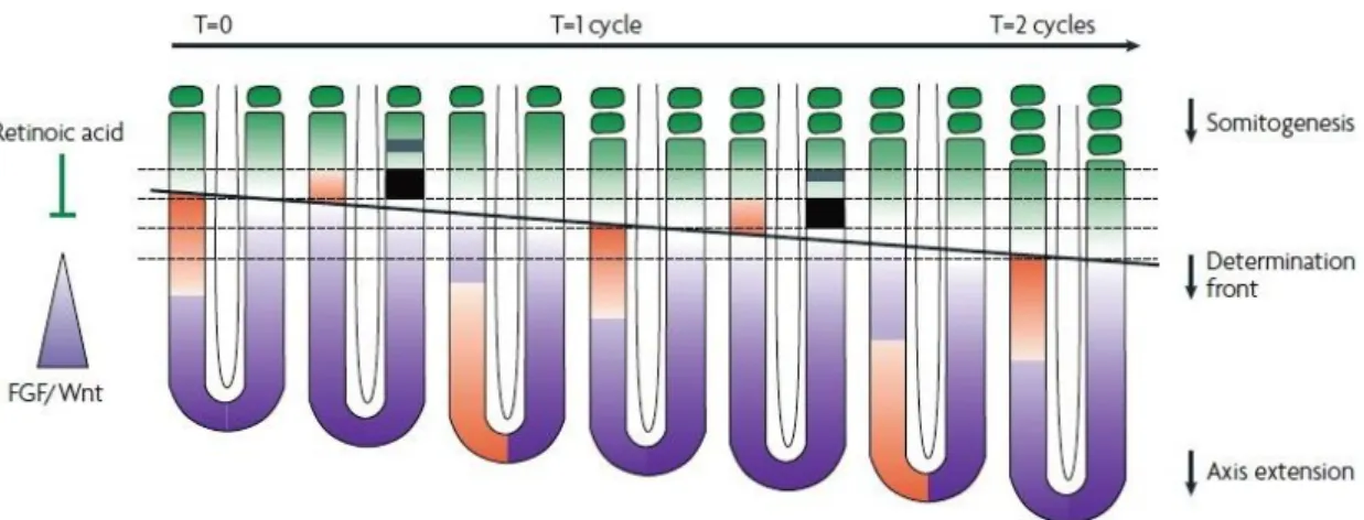 Fig. 5 – A somitogenesis model integrating the segmentation clock and the determination front