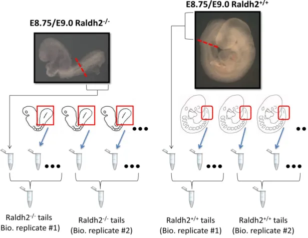 Fig. 10 – Process for Raldh2 isolation and storage in biological groups   and category (Raldh2 +/+  or (Raldh2-/-) 