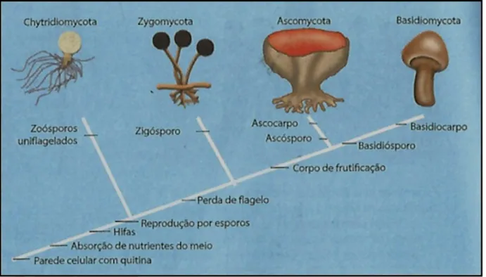 Figura 1 - Tabela apresentada pelo livro 1 que resume as principais características  dos grupos de fungos
