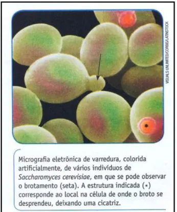 Figura 9 - Micrografia da levedura  Saccharomyces cerevisiae  apresentada pelo livro  4 e que não exibe informação de escala