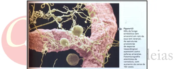 Figura 10 - Micorriza – na imagem os esporângios têm mais destaque do que a  relação fungo-raiz (livro 2)
