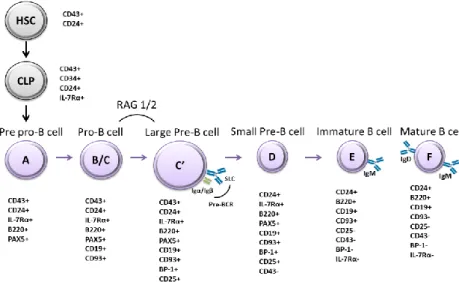 Figure 1 - Schematic representation of B cell developmental stages. B cell development  initiates  from  a  hematopoietic  stem  cell  (HSC)