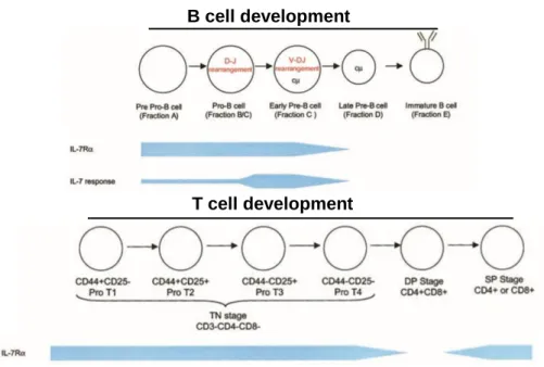 Figure  2  – IL-7R expression in B and T cell development. IL-7/IL-7R  signaling  is  crucial to lymphopoiesis and acts differently in each lineage