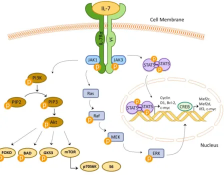 Figure  3  –  Schematic  summarized  representation  of  the  IL-7/IL-7R  signaling. 