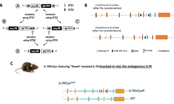 Figure  4  –  Cre-LoxP  conditional  knock-in  system  A)  Schematic  of  the  FLEX  switch  system