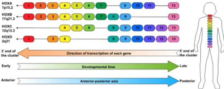Figure 5 – Genomic organization of the HOX genes. The genes are divided  in  four  clusters HOXA, HOXB, HOXC,  and HOXD  in  which  in  total  contain  39  genes  and  are  expressed  in  certain  body  segments  during  different  development phases