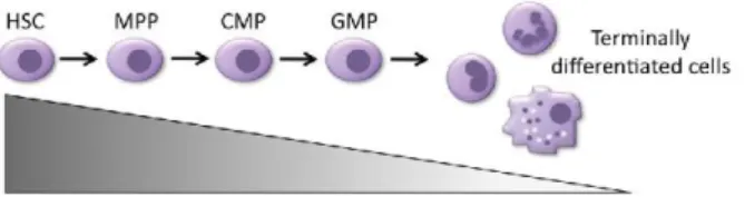 Figure  6  –  Modulation  of  HOXA9  expression  in  hematopoiesis. 