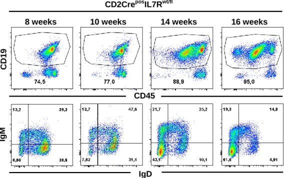 Figure  10  -  FACS  analysis  of  CD2Cre pos IL7R wt/fl   leukemic  mice.  Dot  plots  show  a  representative  evolution  of  leukemia  phenotype  in  blood  samples