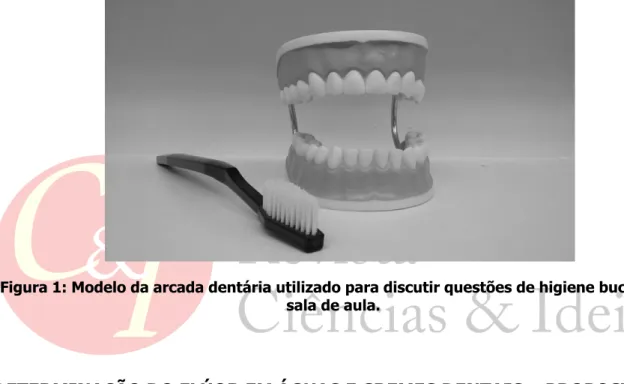 Figura 1: Modelo da arcada dentária utilizado para discutir questões de higiene bucal em  sala de aula