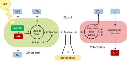 Figura 10 - Fornecimento à célula vegetal de metabolitos e ATP a partir da luz, CO 2  e H 2 O