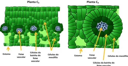Figura 14 - Fisiologia do tecido foliar em plantas C 3  e C 4  (adaptado de https://www.jobilize.com/online/ 