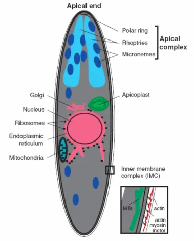 Figure 1.3 | The Plasmodium sporozoite. 