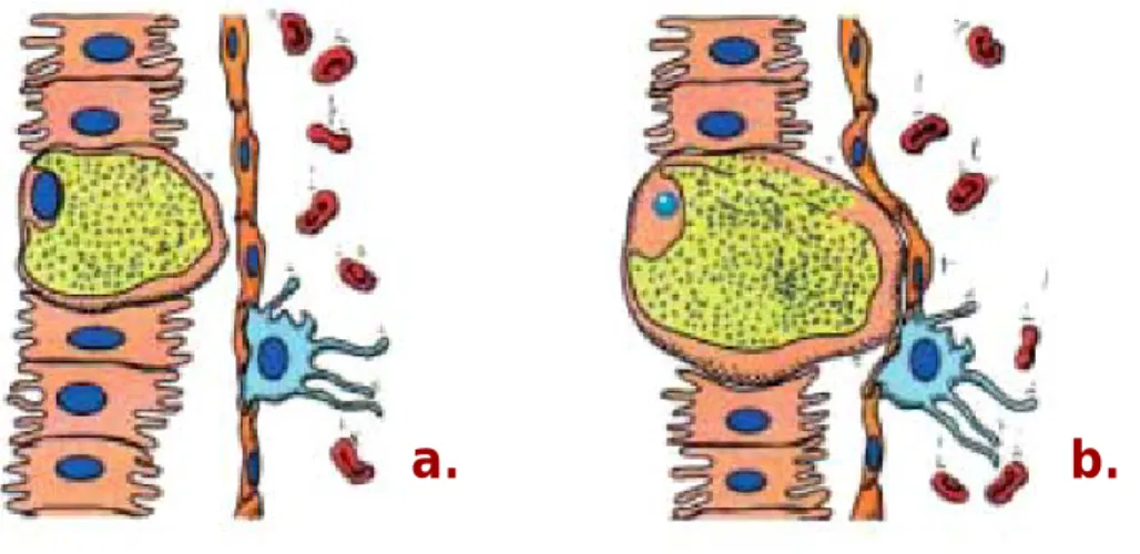 Figure 1.8 | Plasmodium development within the hepatocyte. 