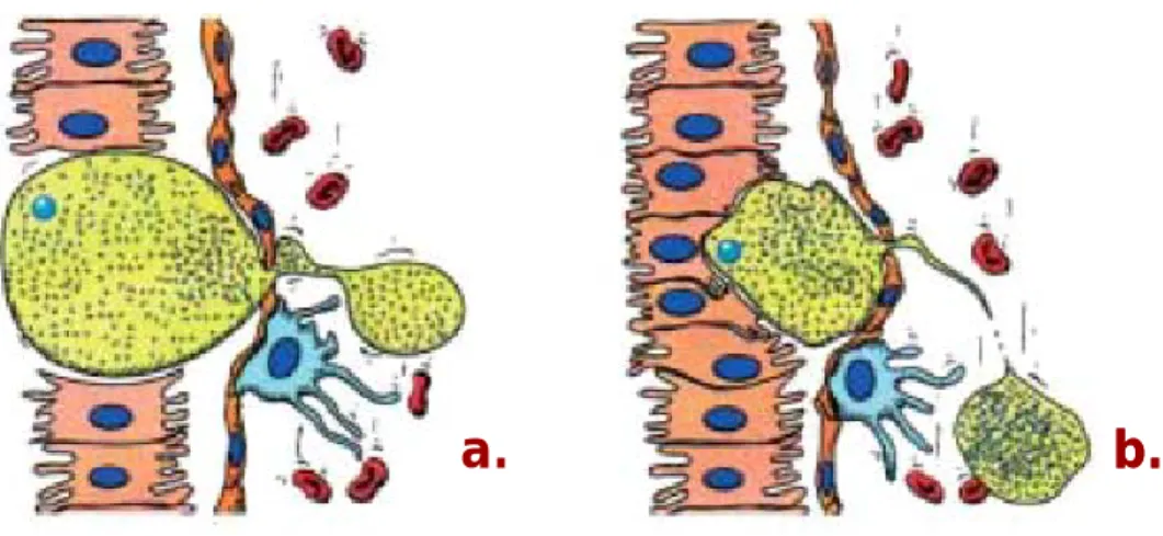 Figure 1.9 | Plasmodium exit from the liver into the blood stream. 
