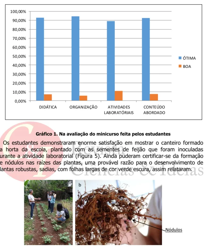Figura 5. Canteiro formado na horta da escola com plantas de feijão produzidas a partir de  sementes inoculadas (a); o estudante mostra as raízes do feijoeiro com nódulos (b)