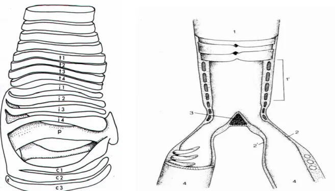 Figura  13:  Constituição  da  siringe  no  galo.  À  esquerda  estrutura  tridimensional  e  à  direita  corte  longitudinal (adaptado de Dyce et al., 1999 e de King, 1998b)
