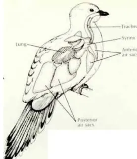 Figura  15:  representação  esquemática  da  distribuição  dos  sacos  aéreos  numa  ave
