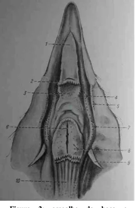 Figura  2:  assoalho  da  boca  e  orofaringe  da  galinha.  Adaptado  de   Schwarze e Schröder, 1970)