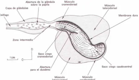 Figura  6:  Secção  longitudinal  do  estômago  do  galo.  Notar  a  divisão  em  proventrículo  (à  esquerda)  e  moela  (à  direita)  (adaptado  de  McLelland, 1998)