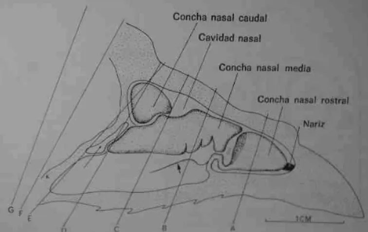 Figura 10: Corte mediano da cavidade nasal da galinha  (adaptado de King, 1998b). 