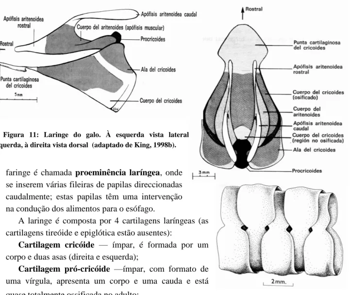Figura  11:  Laringe  do  galo.  À  esquerda  vista  lateral  esquerda, à direita vista dorsal  (adaptado de King, 1998b)